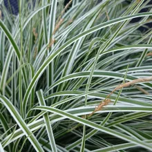 Carex oshimensis 'Everest'