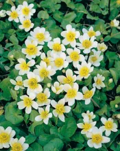 Caltha palustris 'Alba'