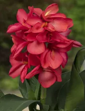 Canna pink