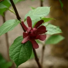Calycanthus r. 'Hartlage Wine'