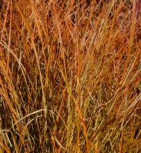 Carex test. 'Prairie Fire'