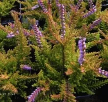 Calluna vulg. 'Wickwar Flame'