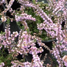 Calluna vulg. 'Elsie Purnell'