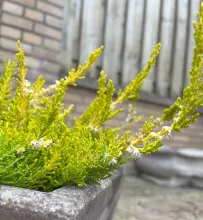 Calluna vulg. 'Gold Haze'