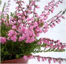 Calluna vulg. 'J.H. Hamilton'