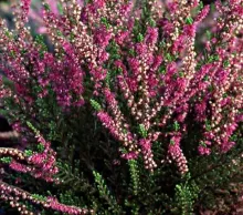 Calluna vulg. 'C.W. Nix'