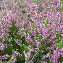 Calluna vulg. 'Roswitha'