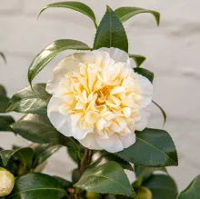 Camellia will. 'Jury's Yellow' (GD)