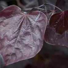 Cercis can. 'Ace of Spades'