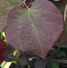 Cercis can. 'Red Force'