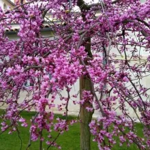 Cercis can. 'Traveller'