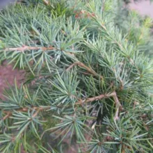 Cedrus deodara 'Feeling Blue'