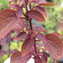Cercidiphyllum jap. 'Rotfuchs'