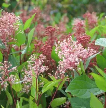 Ceanothus pallidus 'Marie Simon'