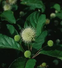 Cephalanthus occidentalis
