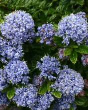 Ceanothus thyrsiflorus 'Blue Mound'
