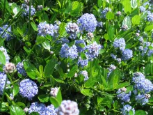 Ceanothus 'Victoria'