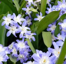Chionodoxa 'Blue Giant'
