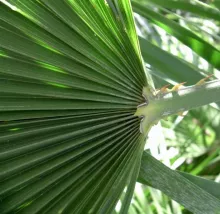 Chamaerops excelsa = Trachycarpus fortunei