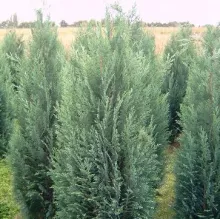Chamaecyparis l. 'Columnaris'
