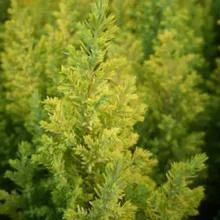 Chamaecyparis l. 'Ellwood's Gold'