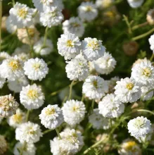 ROOMSE KAMILLE Chamaemelum nobile 'Ligulosum'