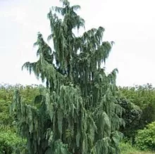 Chamaecyparis nootk. 'Pendula'