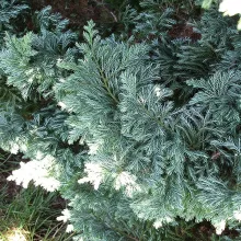 Chamaecyparis pis. 'Boulevard'