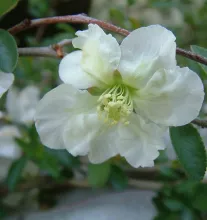 Chaenomeles sup. 'Jet Trail'