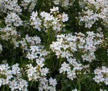 Choisya ternata 'Aztec Pearl'