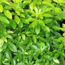 Choisya ternata 'Brica'