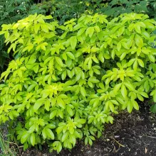 Choisya ternata 'Lich'®(= Sundance)