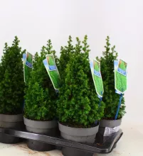 Chamaecyparis thyoid. 'Top Point' KERSTBOOM