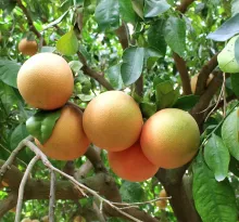 Citrus POMPELMOES