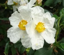 Cistus