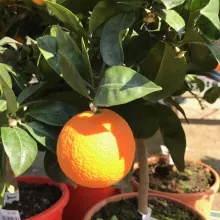 Citrus SINAASAPPEL
