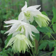 Clematis alp. 'Albina Plena'