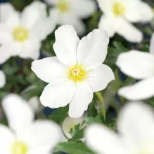 Clematis 'Avalanche'