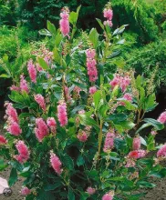 Clethra alnifolia 'Pink Spire'