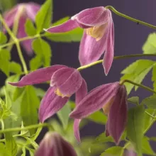 Clematis alp. 'Ruby'