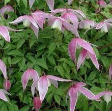Clematis alp. 'Willy'
