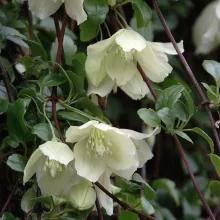 Clematis cirrhosa 'Wisley Cream'