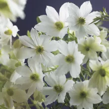 Clematis 'Early Sensation'