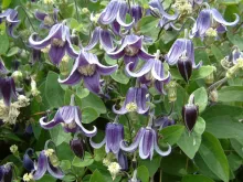 Clematis 'Fascination' PBR
