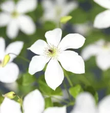 Clematis 'Fantastic Perfume'