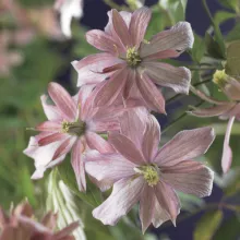 Clematis montana 'Broughton S.'