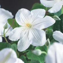 Clematis 'Madame Le Coultre'