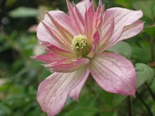 Clematis montana 'Marjorie'