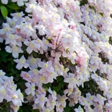 Clematis montana 'Mayleen'