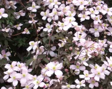 Clematis montana 'Rubens'